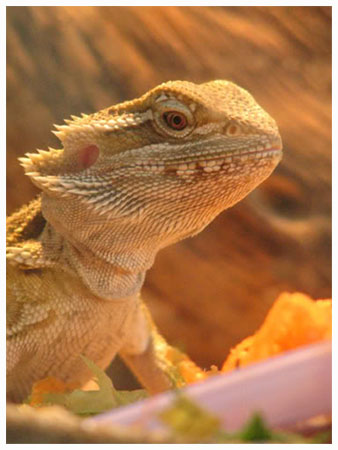 Parta agama