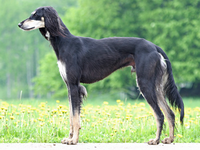 Zappa 2 years