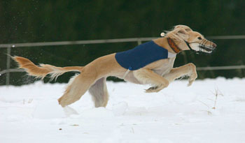 Ameena at winter coursing in march 2009