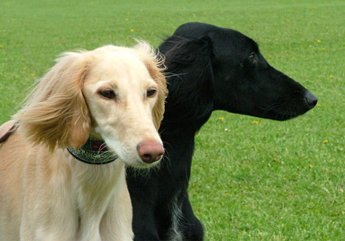 Al-Yasamin Ameena & Achthamar Badii'ah