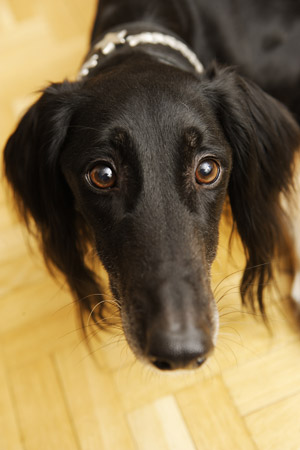 Achthamar Badii'ah & Al-Yasamin Ameena