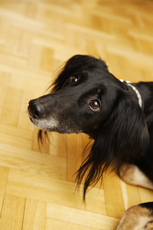 Achthamar Badii'ah & Al-Yasamin Ameena