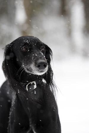 Achthamar Badii'ah & Al-Yasamin Ameena