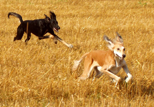 Achthamar Badii'ah & Kirman Samira