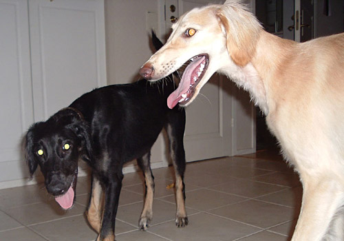 Achthamar Badii'ah & Al-Yasamin Ameena