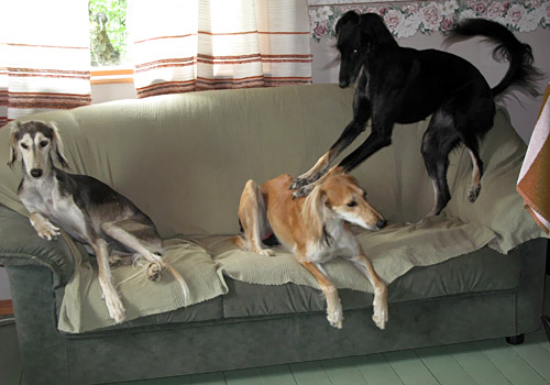 Non Serviam Apage Satanas, Non Serviam Anima Divina & Achthamar Badii'ah