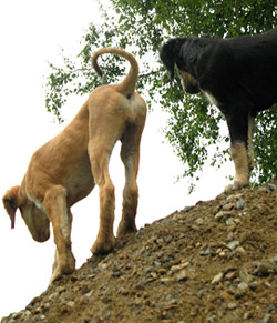 Hasina & Zappa