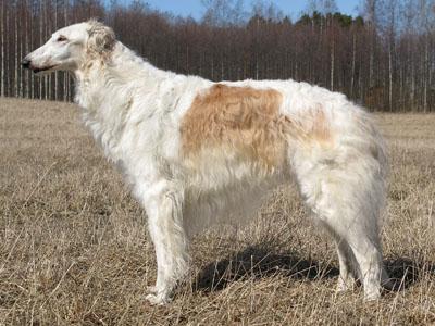 Igor 9 vuotta
