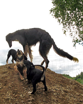 Luumu & A-pentueen pojat