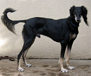 Barak, kuva: Micaela Lehtonen