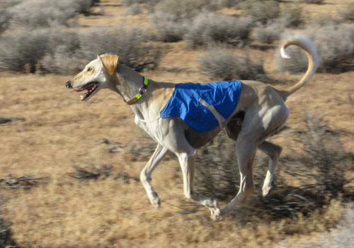 Santana Novastar at RFR