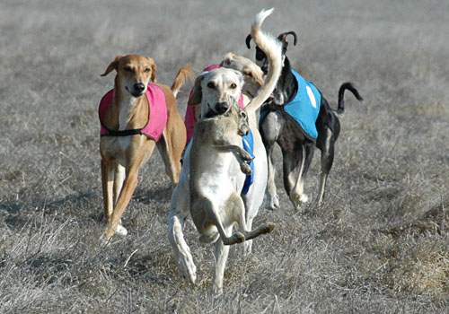 Santana Novastar at RFR & bros