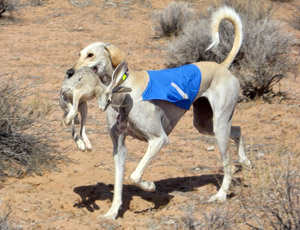 Santana Novastar at RFR