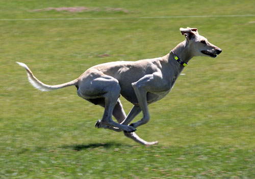 Santana Novastar at RFR