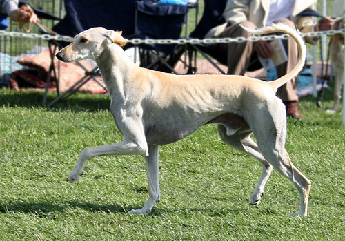 Santana Novastar at RFR