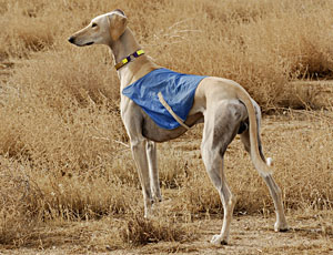 Santana Novastar at RFR