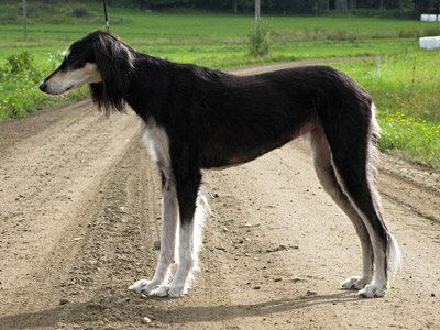 Radda in September 5th 2009