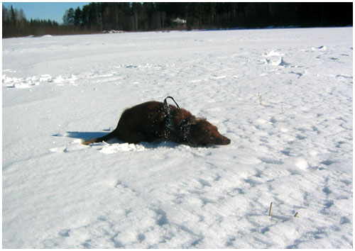 .m&auml;yr&auml;.
