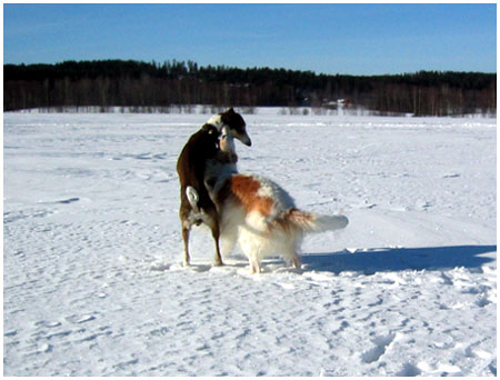 .sy&ouml;n sut. 