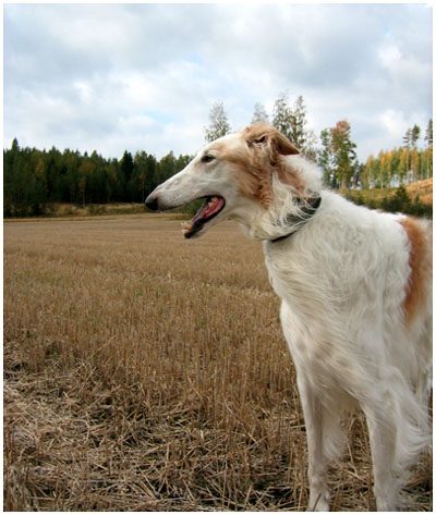 .hieno p&auml;&auml;.