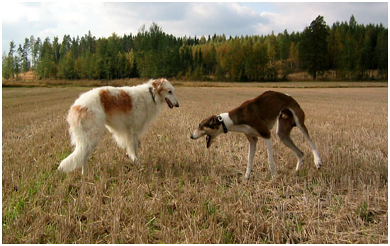 .n&auml;yt&auml;t typer&auml;lt&auml;.
