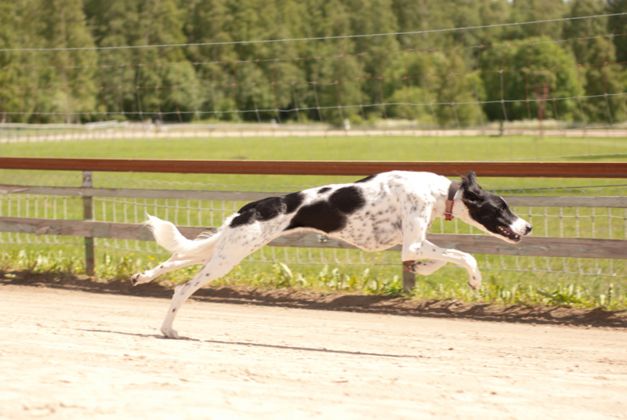 Yuzak Sonbol, copyright Tuija Tuominen