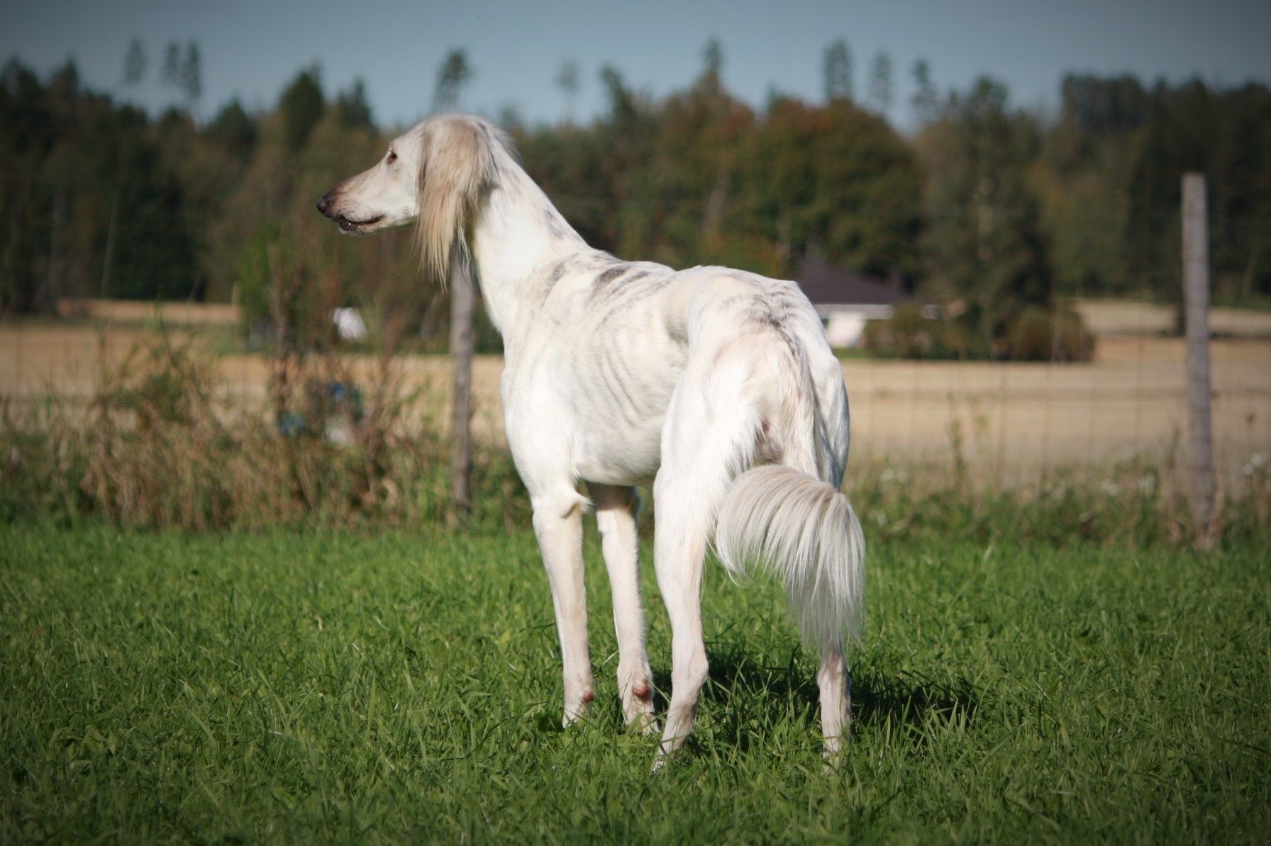 Yuzak Afrasiyab � Pirjo Puttonen